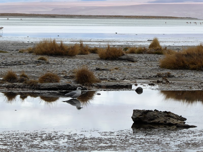 LAGUNAS DE COLORES:RESERVA NACIONAL DE FAUNA ANDINA EDUARDO AVAROA. BOLIVIA - CHILE: Atacama ( con extensión a Uyuni) y Carretera Austral (24)