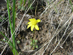 Crocidium multicaule (Gold Star)