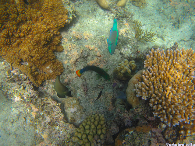 CAIRNS Y LA GRAN BARRERA DE CORAL - AUSTRALIA: UNA AVENTURA DE CONTRASTES (15)