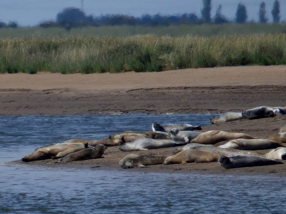 Seals