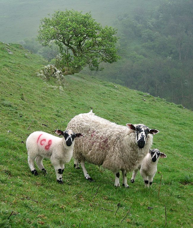 Gipsy-Bank-Sheep