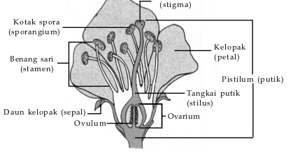 Tumbuhan biji tertutup (Angiospermae) - Klasifikasi, Sifat 