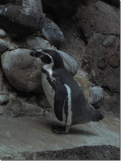 IMG_0500 Humboldt Penguin at the Oregon Zoo in Portland, Oregon on November 10, 2009