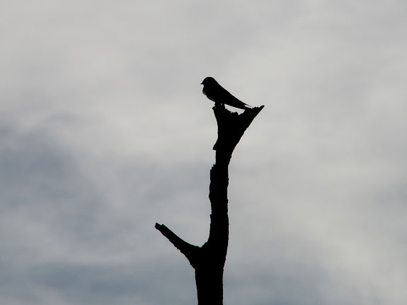 Bird perched on the dead ponderosa