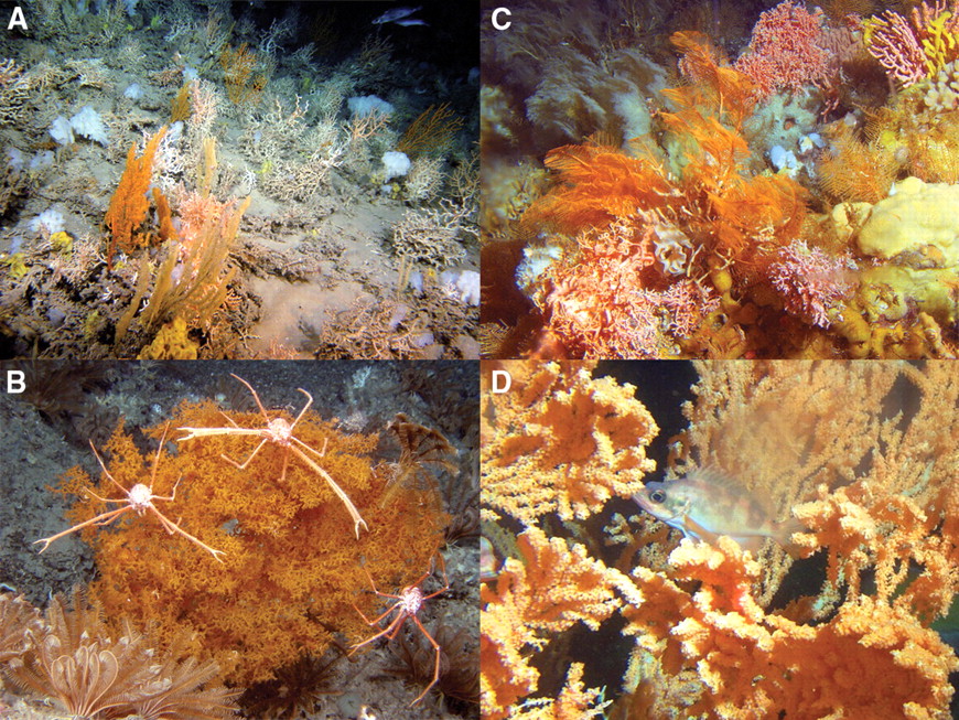 Reefs of the Deep: The Biology and Geology of Cold-Water Coral ...