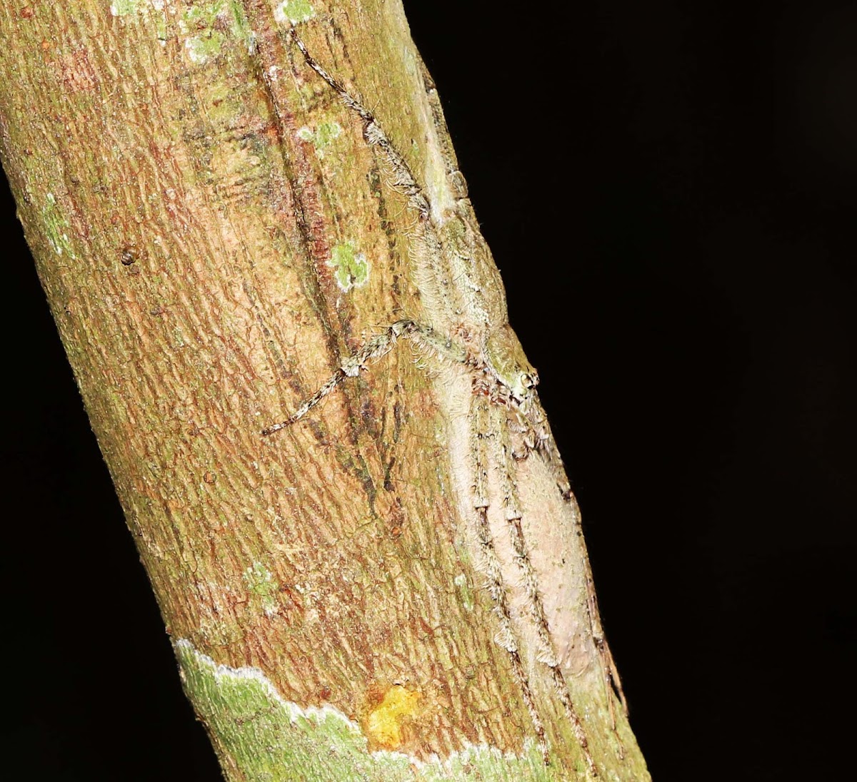 Lichen Huntsman Spider