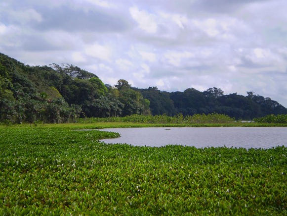 Parque Estadual do Utinga , Belém do Parà, foto: Odilson Sà