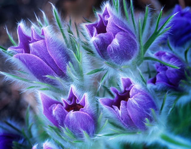 கண்ணைக் கவரும் அழகிய பூக்கள் Amazing_Purple_Flowers_4