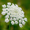 Queen Anne's Lace, wild carrot, bird's nest, bishop's lace