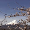 Japan Tourism