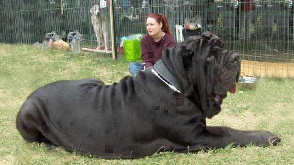 Gustusceaser Worlds Biggest Dogs