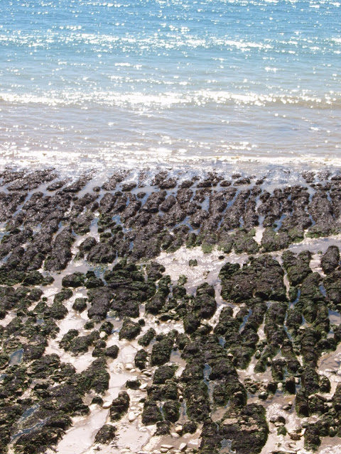 Seafloor at low tide 