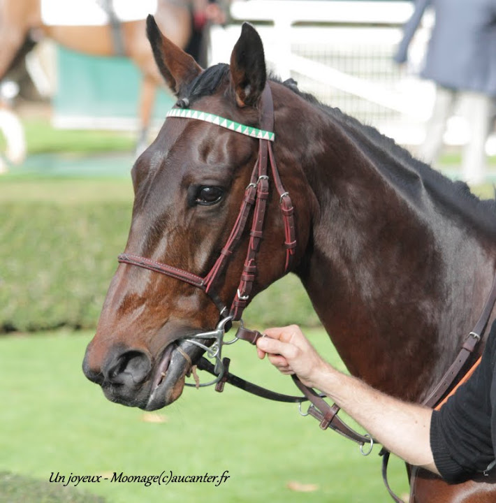 Photos Auteuil 7-11-2015 (48h de l'obstacle) IMG_6215