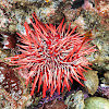 Red sea urchin