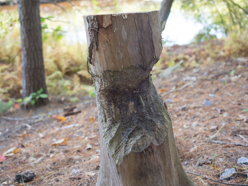 Beaver carving