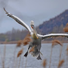 Dalmatian Pelican