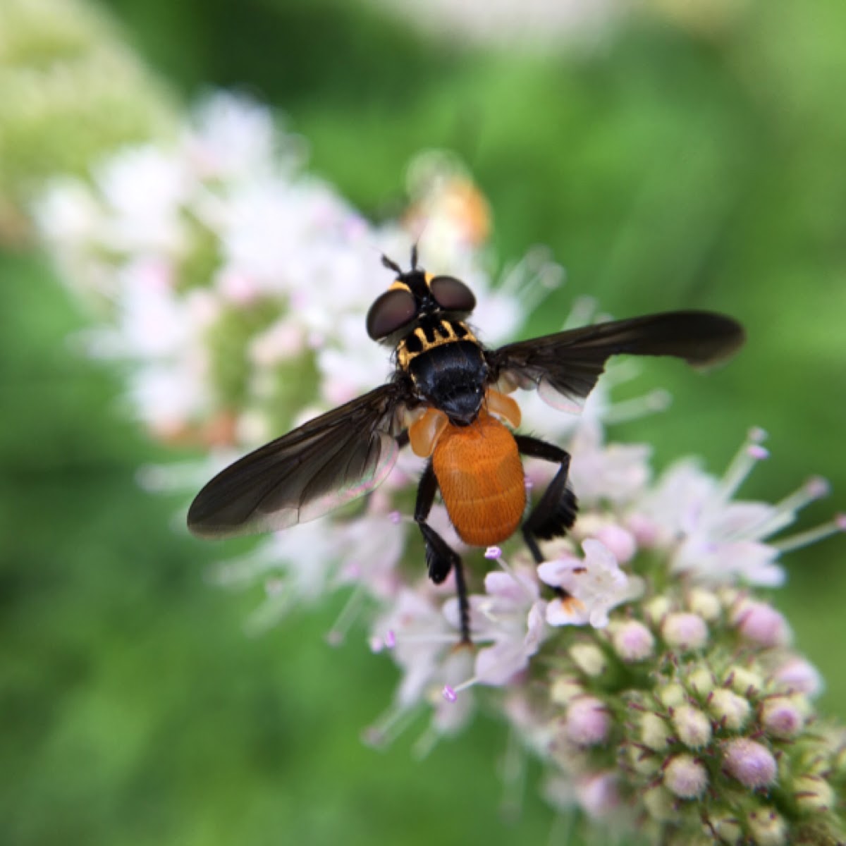 Feather-legged fly