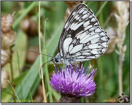 Draycote Meadows - July