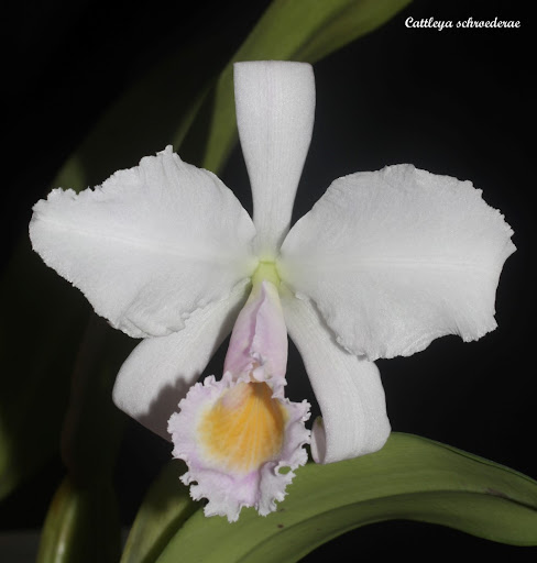 Cattleya schroederae IMG_7962b%2520%2528Large%2529