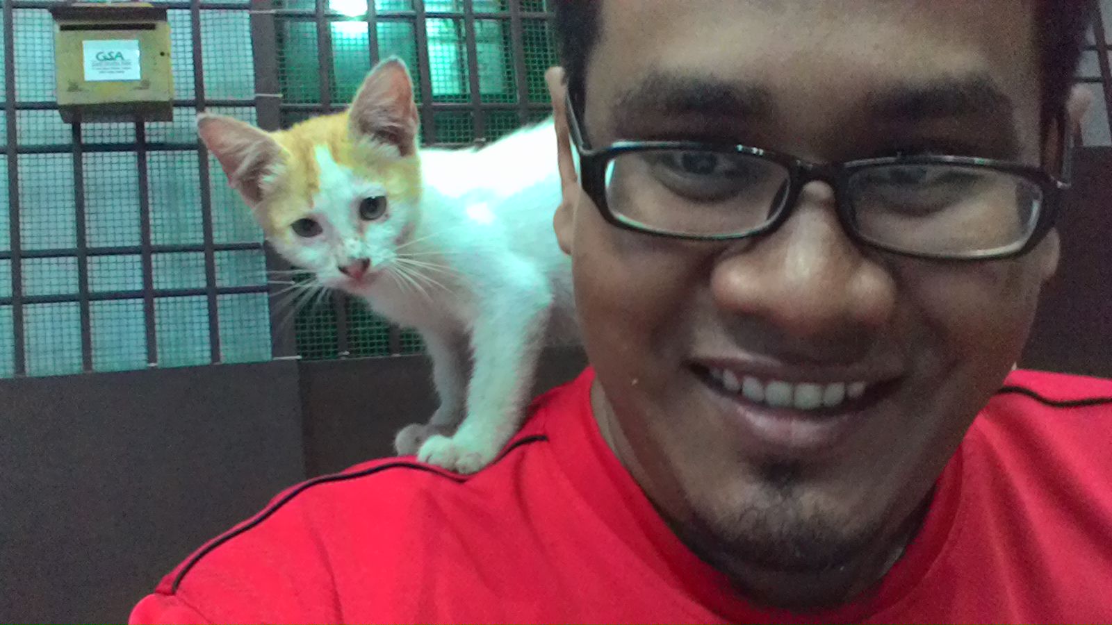 Kenapa Kucing Jalanan Datang Dekat Kita?