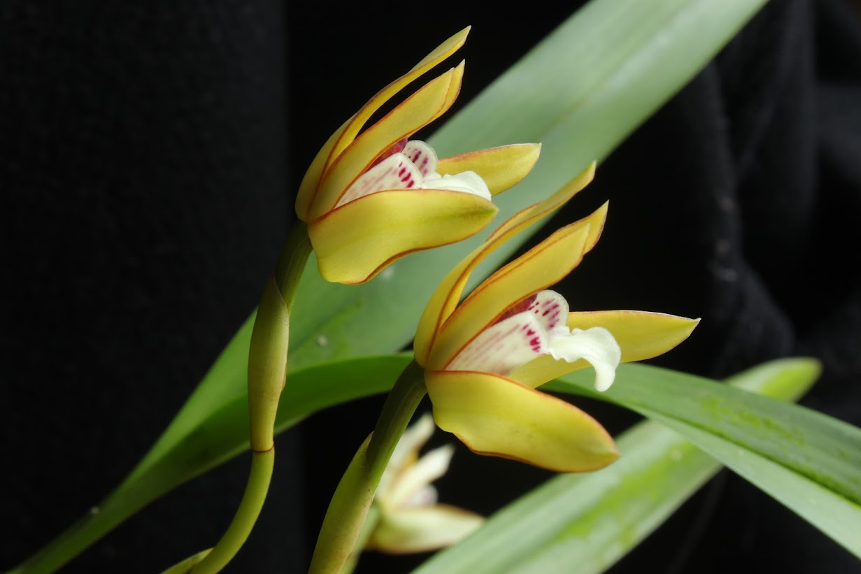 Maxillaria à identifier IMG_8335