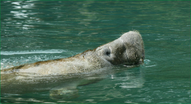  Orange City Blue Spring Manatee Festival  