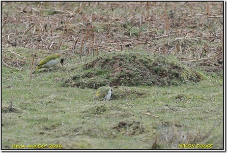 Bradgate Park - February