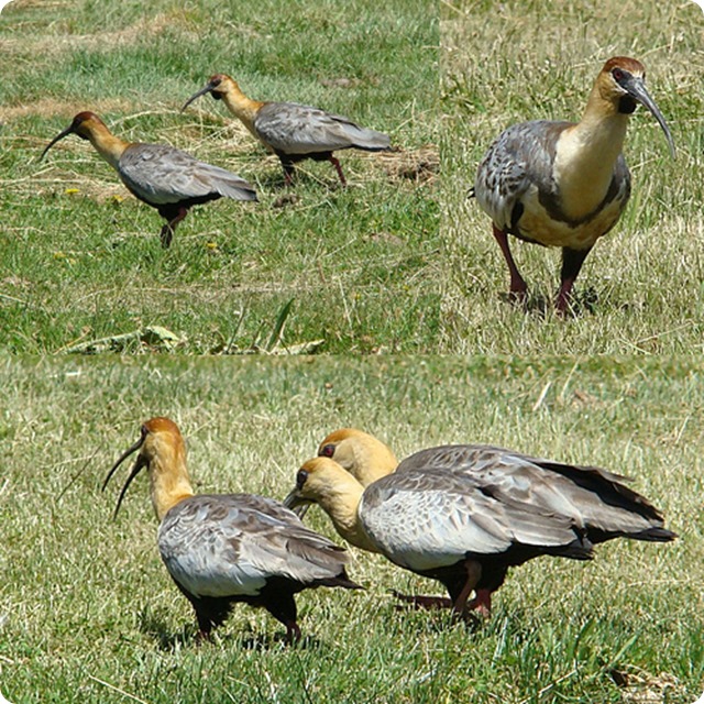 biodiversity-in-patagonia