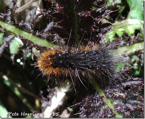 14-Garden-tiger-Caterpillar