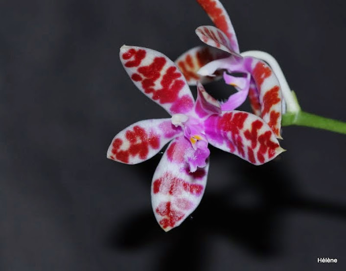 Phalaenopsis mariae Phalaenopsis+mariae1