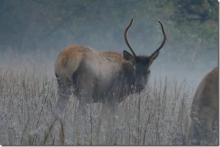 waynesville_elk43 (1024x683)