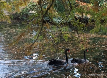 Black Swans