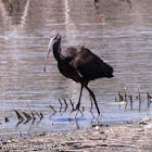 Glossy Ibis; Moríto