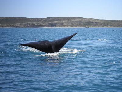 BALLENAS, PINGÜINOS, ELEFANTES MARINOS … Y MUCHO MÁS EN PENÍNSULA VALDÉS - ARGENTINA Noviembre 2011 (6)