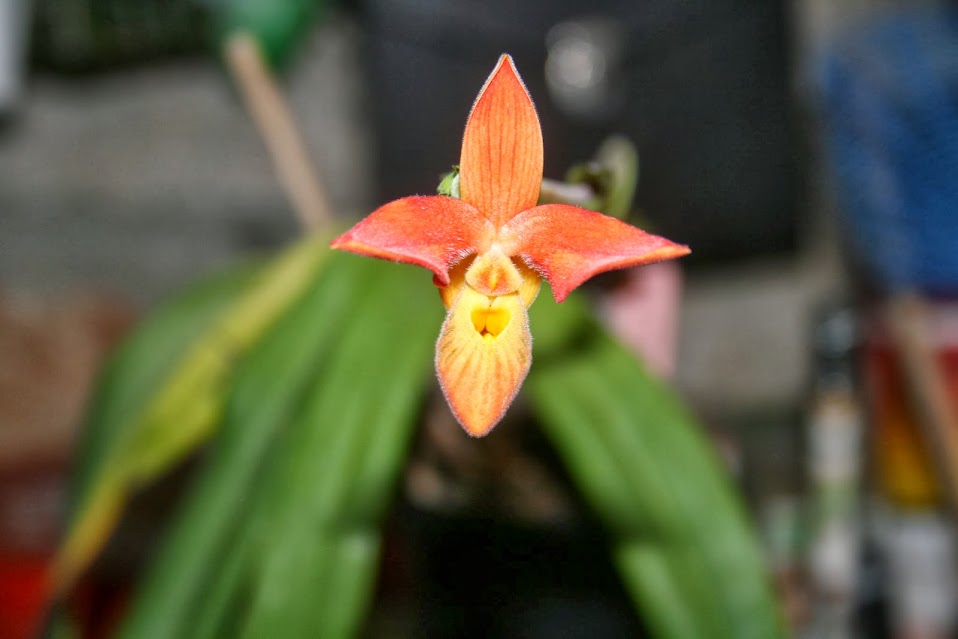 Phragmipedium besseae IMG_1800