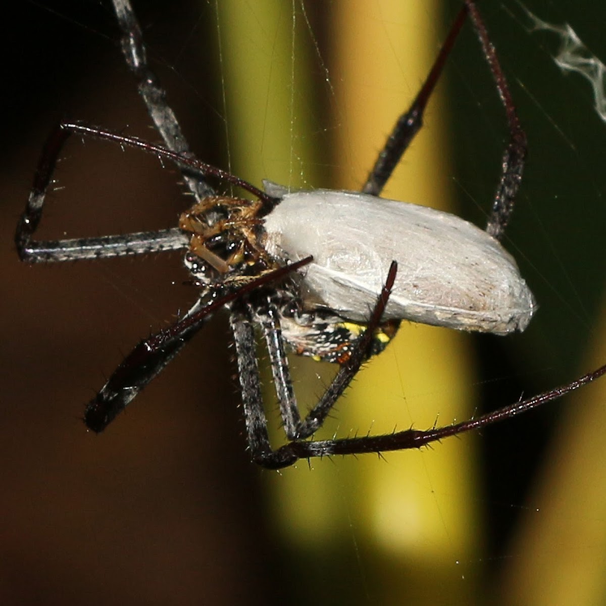 Signature Spider with Prey