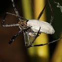 Signature Spider with Prey