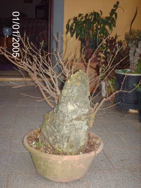 Ficus Microcarpa Começando... PICT1003