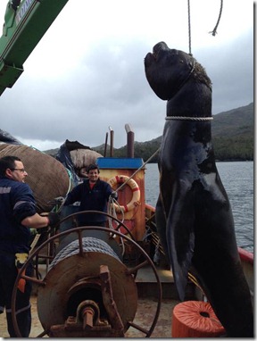 sea-lion-chile3