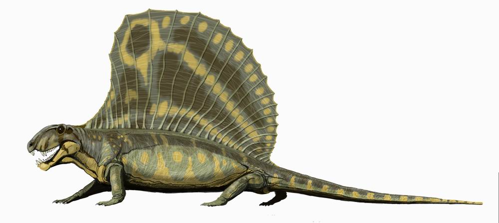 파일:external/upload.wikimedia.org/Dimetrodon_gigashomog_DB.jpg