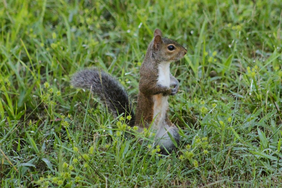 Eastern Grey Squirrel