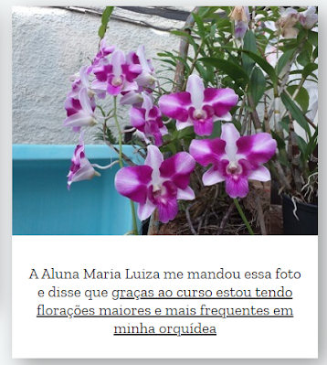 orquídeas, como cuidar de orquídeas, orquídeas vanda, negocio próprio, renda extra, trabalhar em casa, dinheiro extra, liberdade financeira, curso de orquídeas, orquidários