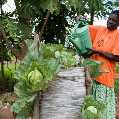 A vertical 'bag garden' that uses an old sack to grow food in