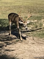 Curious buck