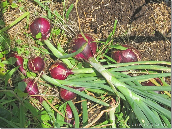 Red_Candy_harvest