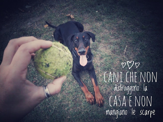 design4pet_cani che non distruggono la casa e non mangiano le scarpe