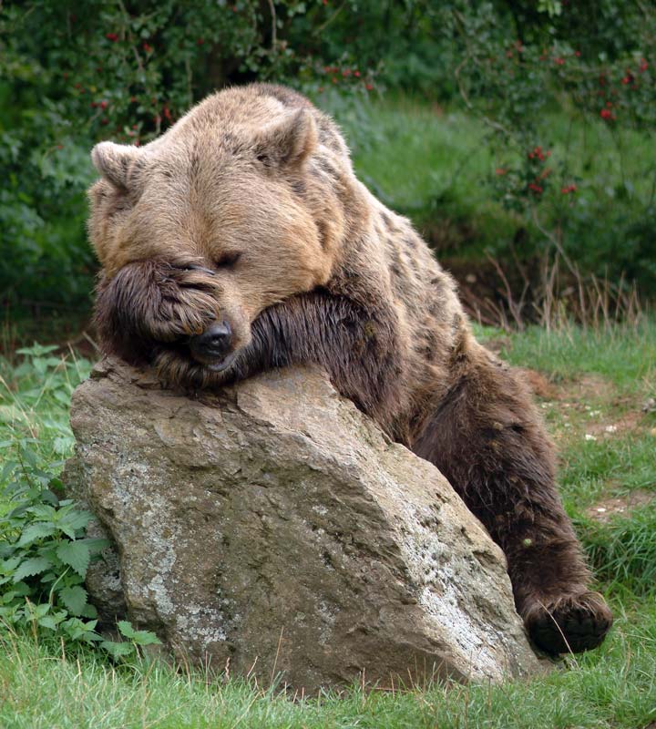 Facepalm-bear.jpg