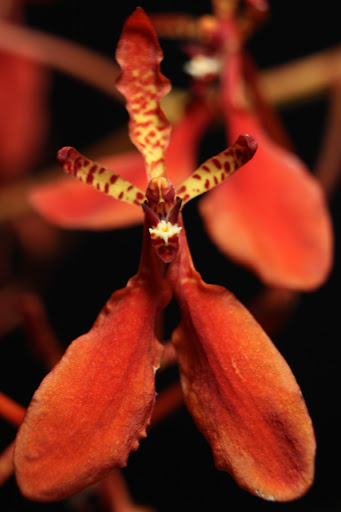 Renanthera imschootiana IMG_5715