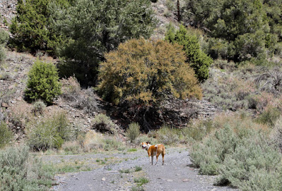 Great Basin Shrubs—each Showy