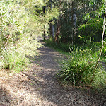 Meandering bush track (157042)